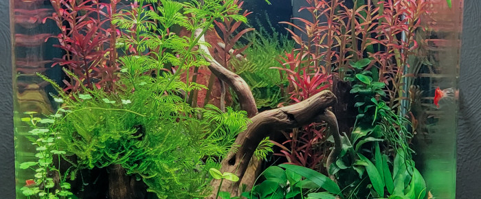 aquarium Nano 20L , de Erzalt
