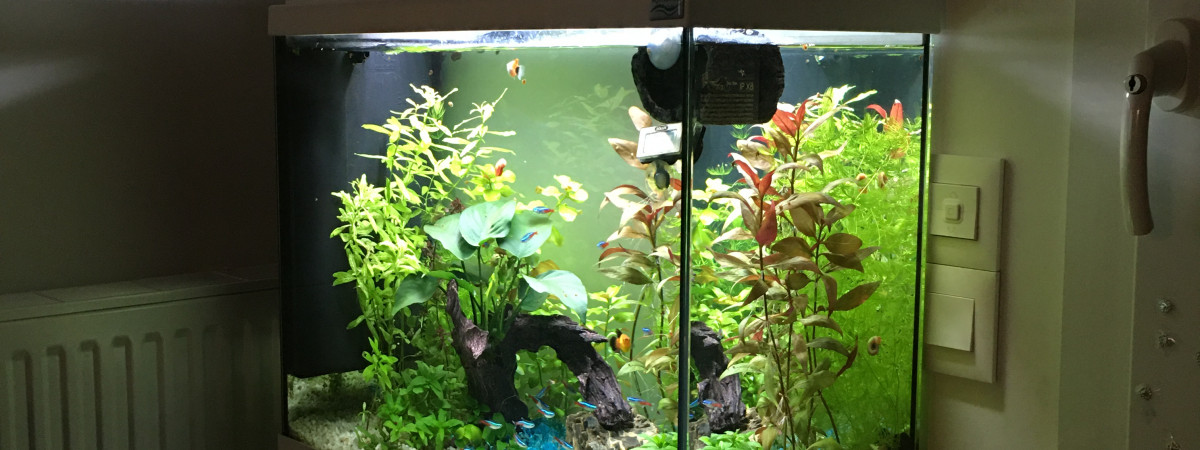 aquarium Aquatic Forest