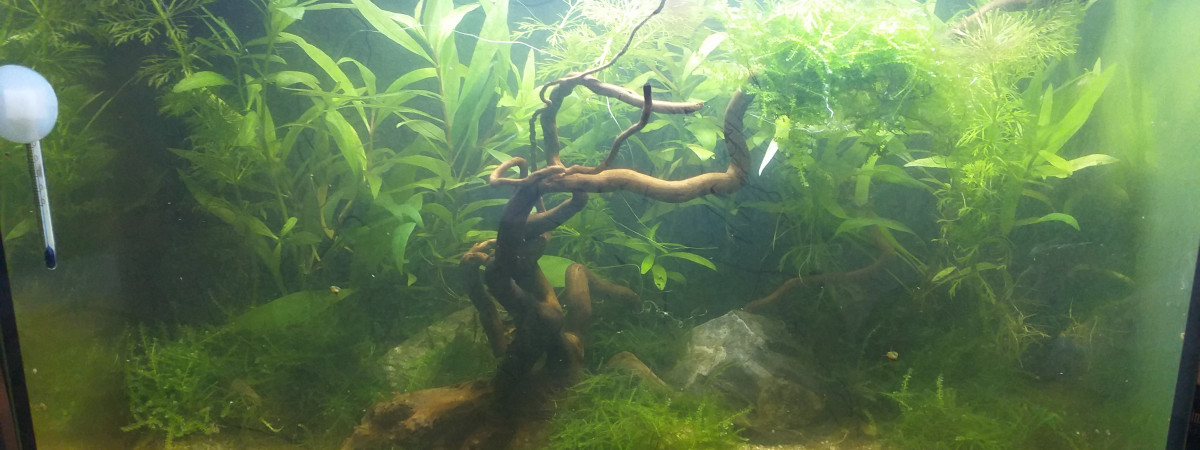 aquarium Colonie