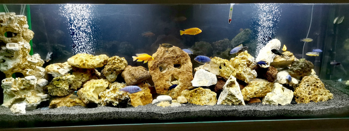 aquarium Malawi
