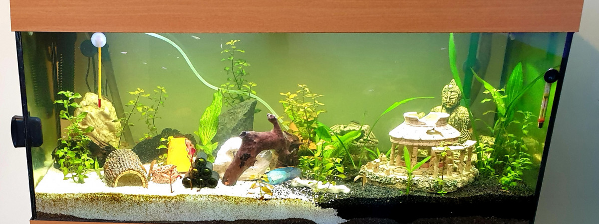 aquarium biotope divers