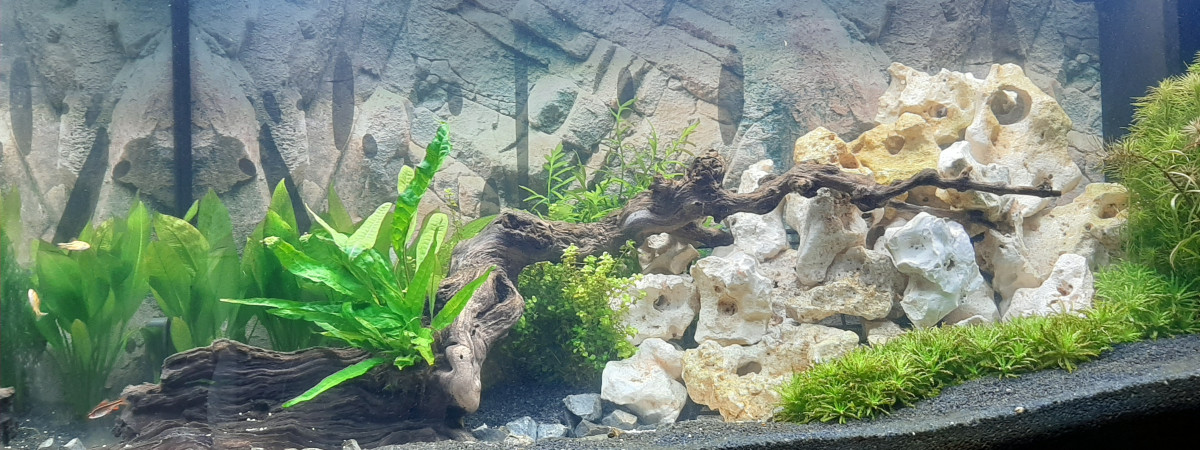 aquarium Aquarium 2020