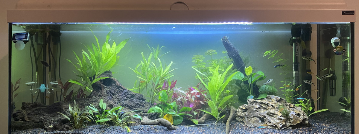 aquarium 100L