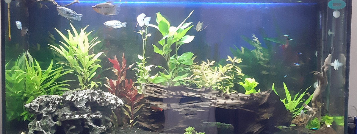 aquarium Migration du bac 260 Litres vers 600