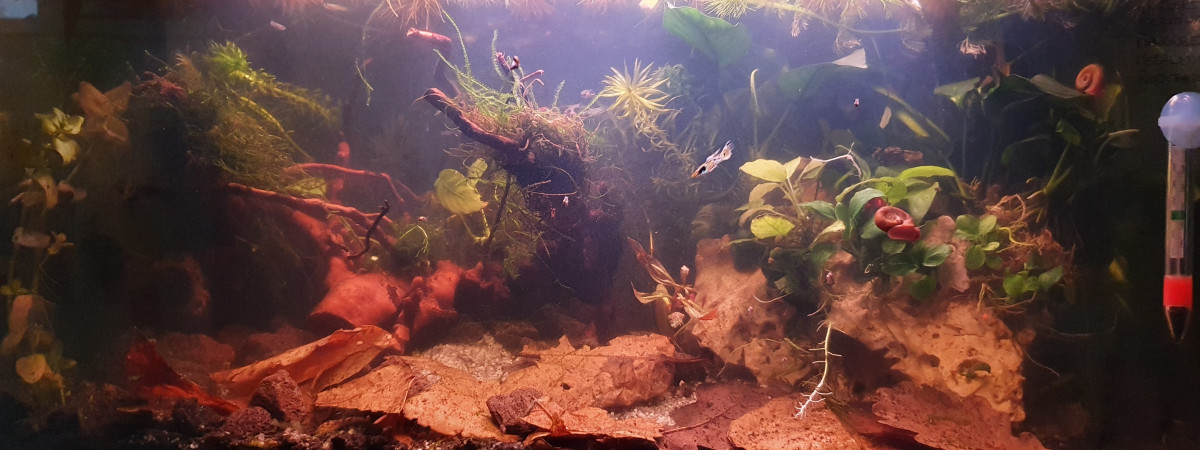aquarium Low tech 50