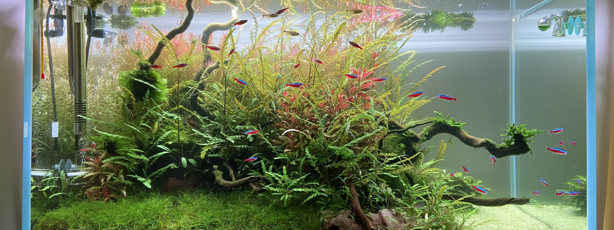 aquarium Optiwhite-250L