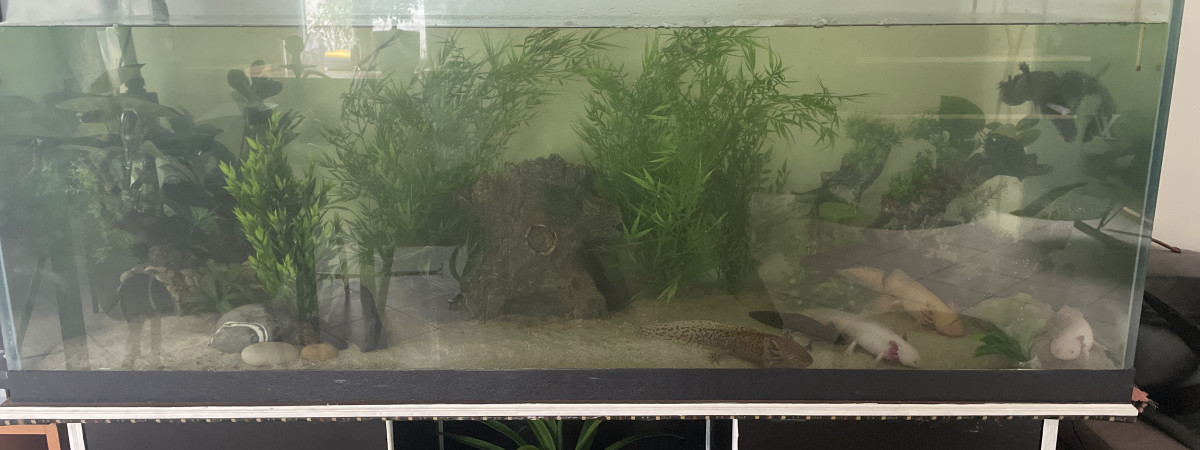 aquarium Forêt tropicale