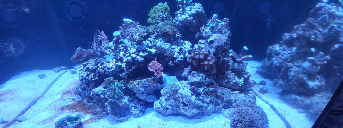 aquarium XL300