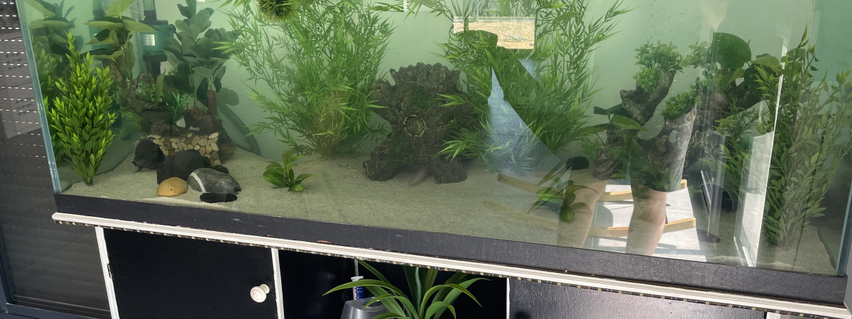 aquarium Aquarium forêt tropicale