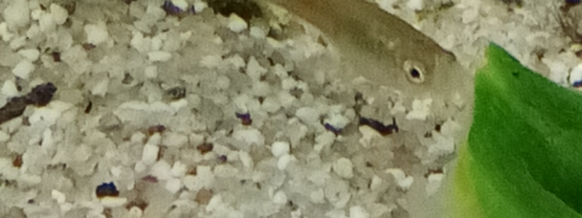 aquarium Alevin guppy