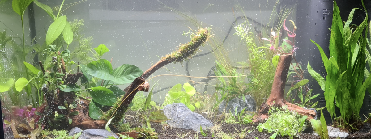 aquarium école