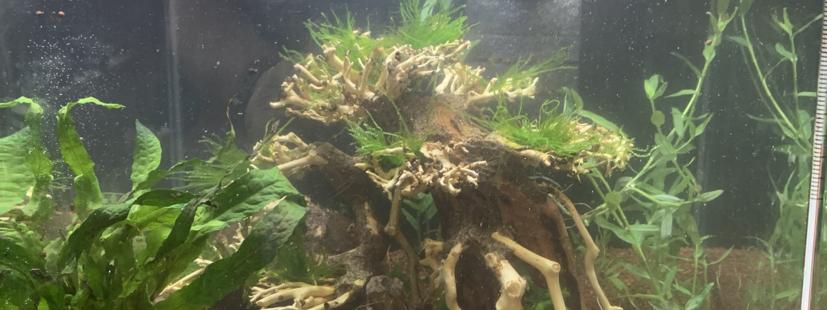 aquarium Nano crevette