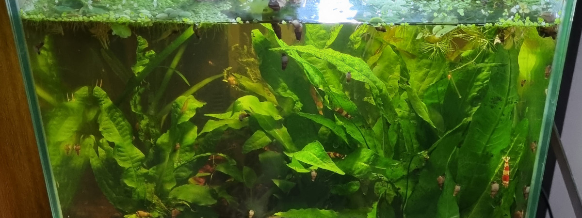 aquarium Little rainbow