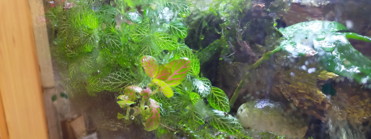 aquarium paludarium Geosesarma Dennerle crabes vampires