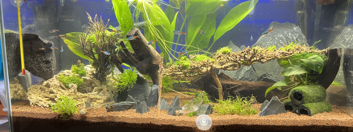 aquarium Lustucru