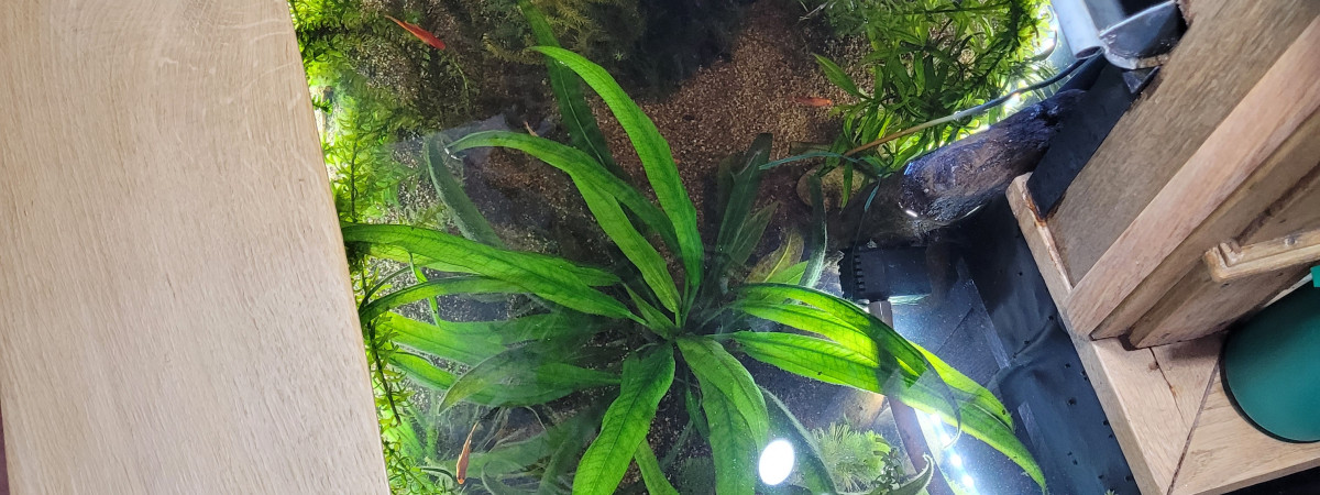 aquarium Bassin naturel