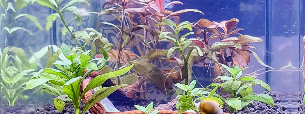 aquarium 2L