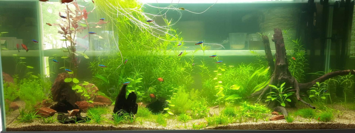 aquarium Communautaire 240L