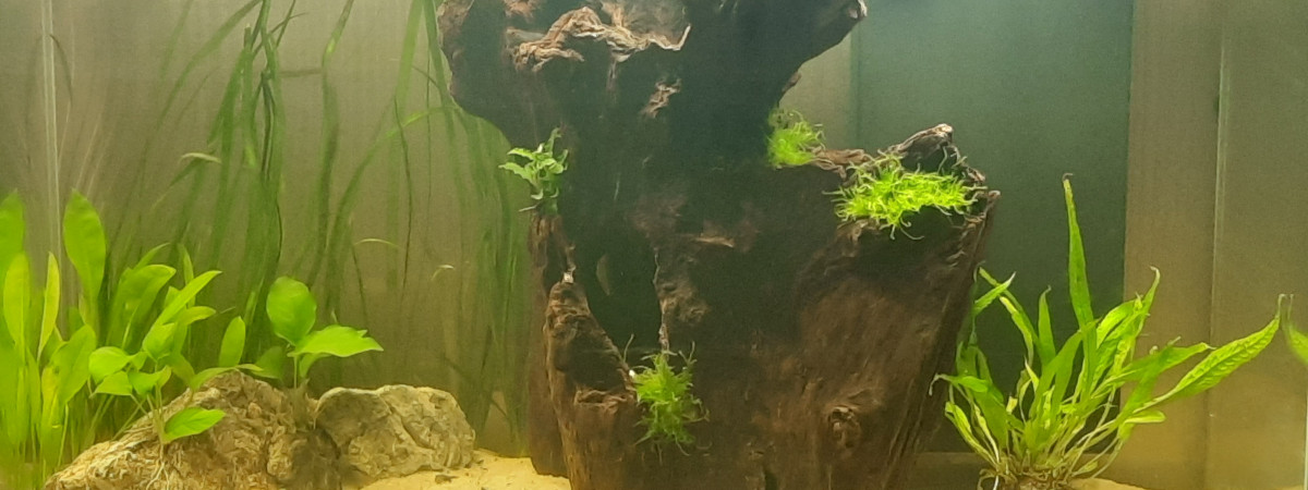 aquarium Amandine244