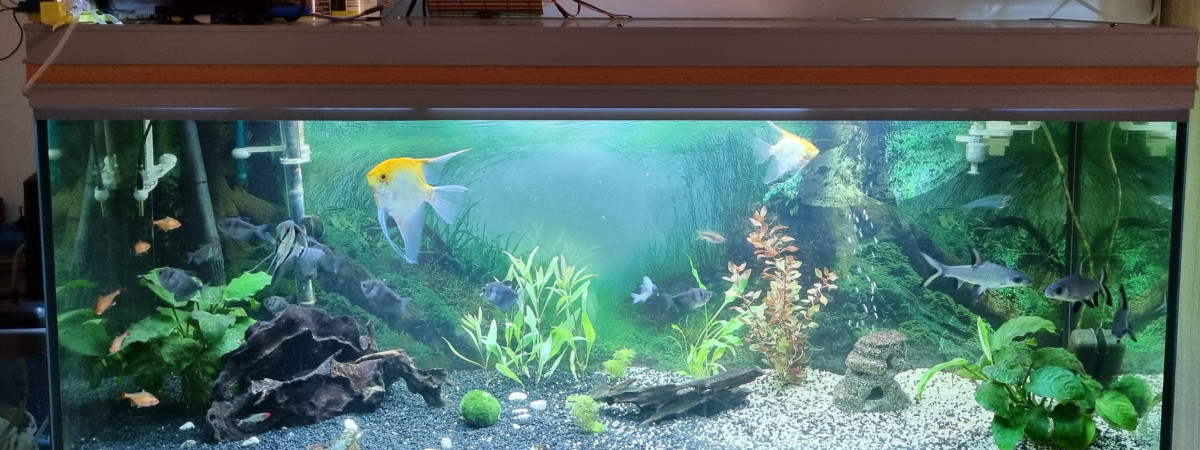 aquarium 200l