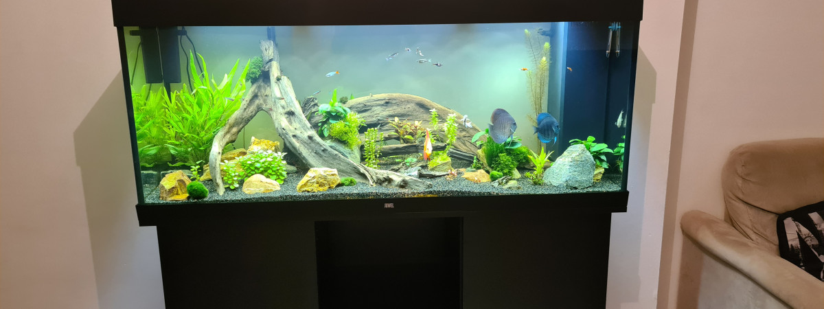 aquarium Aquarium Discus 450L