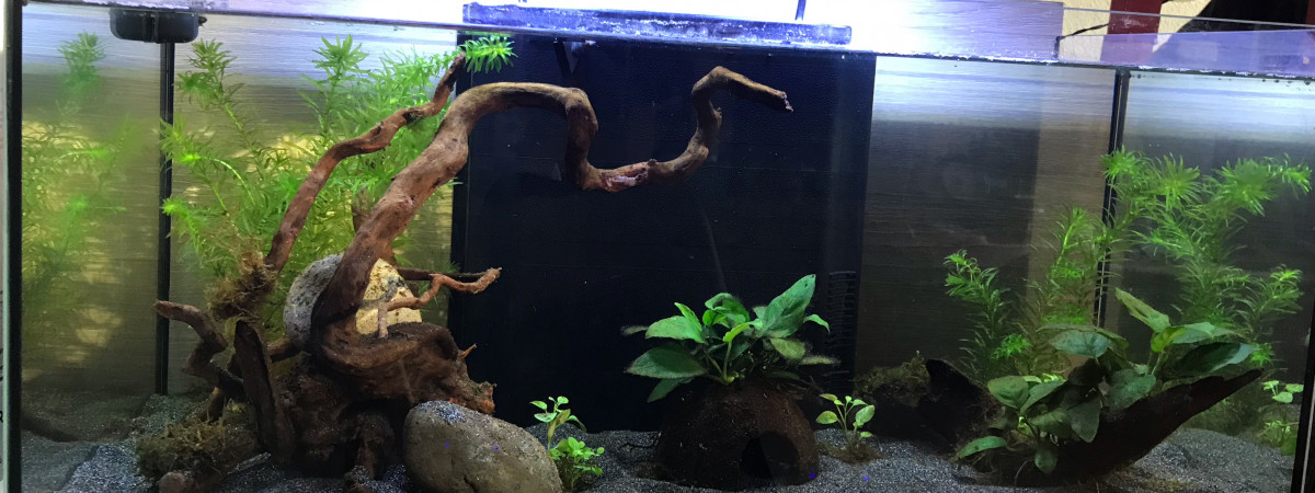 aquarium Red Cherry et Tetra Amandae