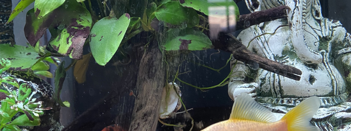 aquarium Lascars