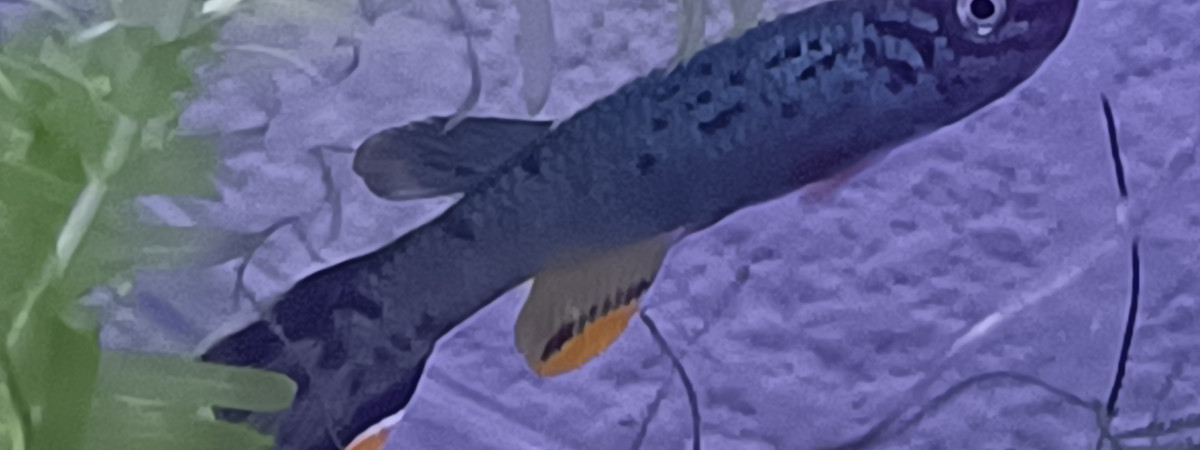 aquarium 233 Minimum 02 Alevins Fundulopanchax scheeli