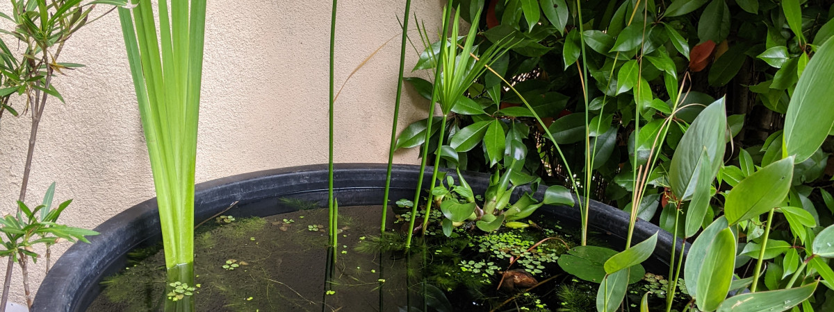 aquarium Bigellarium