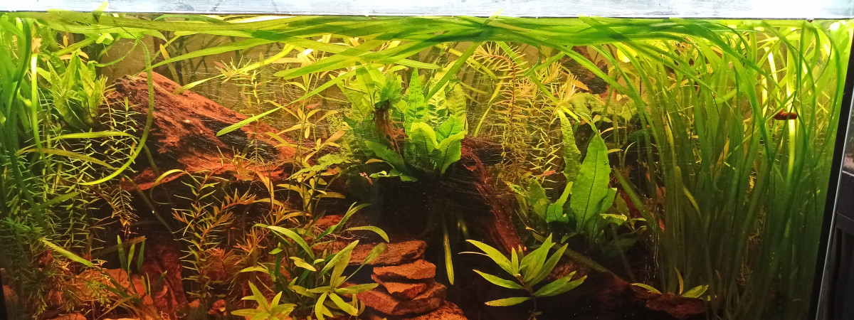 aquarium 100L Diminutus