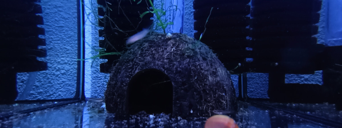 aquarium 122 Aphyosemion jeanhuberi Malinga GBG 93-20