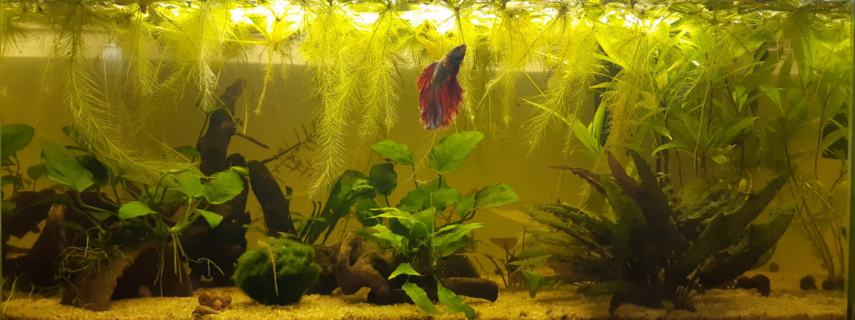 aquarium Betta 57l