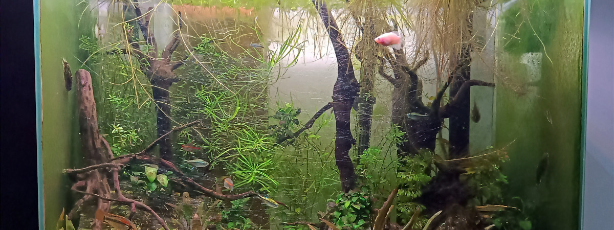 aquarium Jurassic Tank