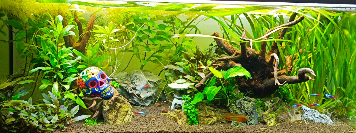 aquarium Le Canyon Amazonien  d Apple et Mac