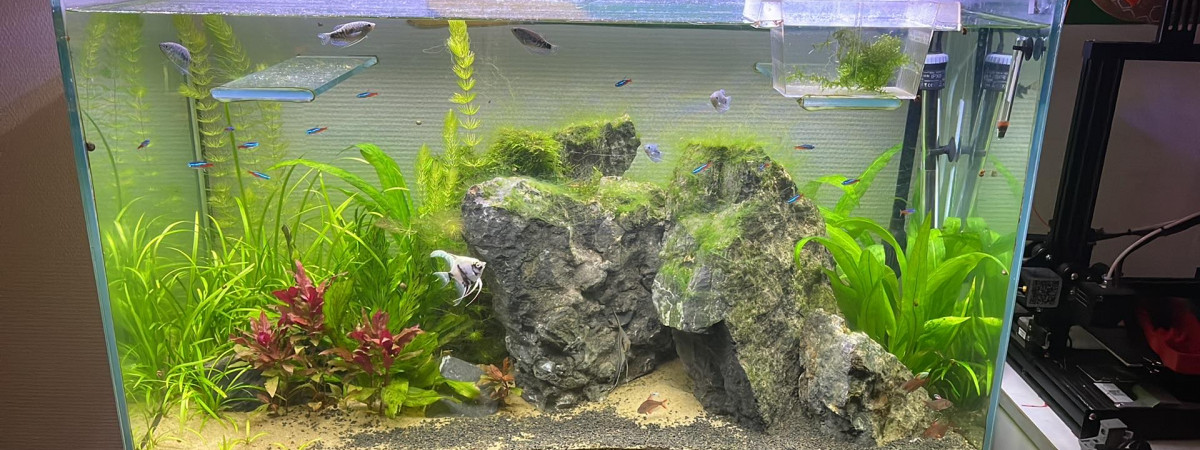 aquarium 240L