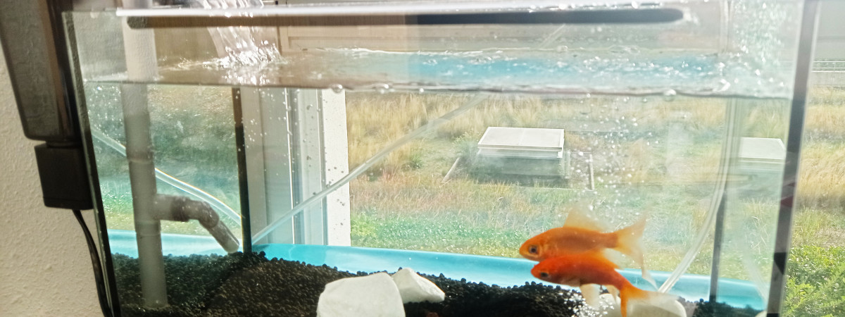 aquarium sauvetage