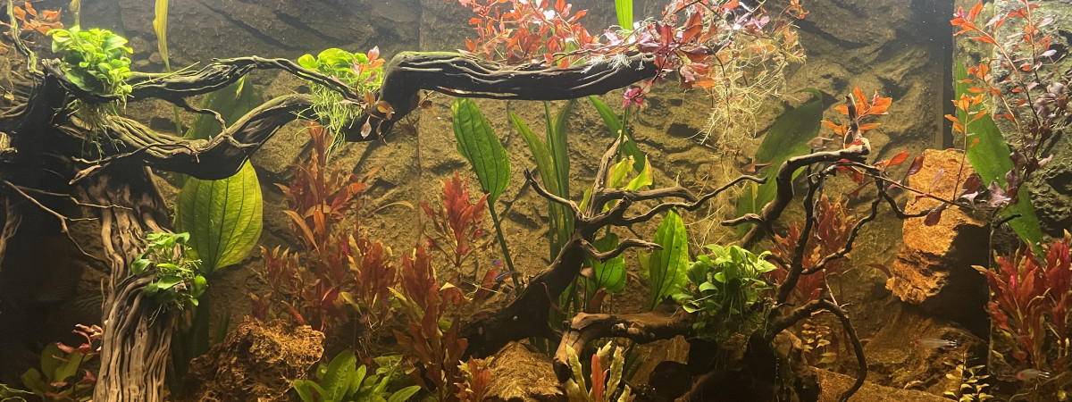 aquarium discus