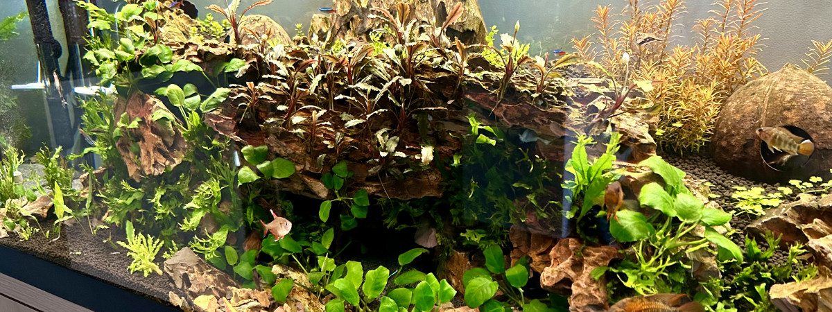 aquarium Planté Communautaire