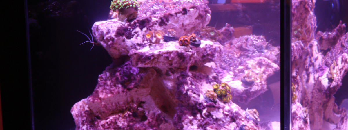 aquarium Mon1er RedSea Peninsula