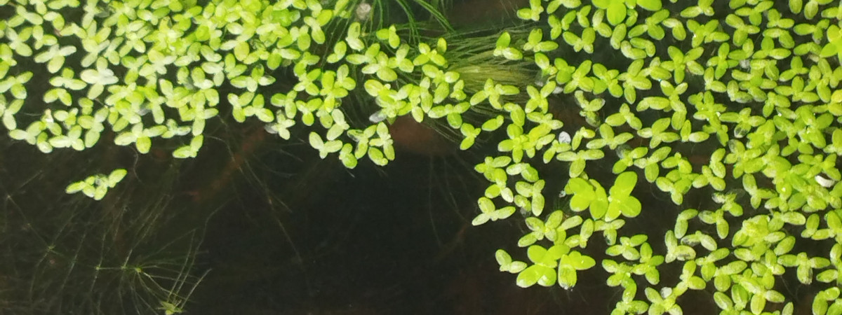 aquarium Poubellarium 60L Guppys-Red Cherry