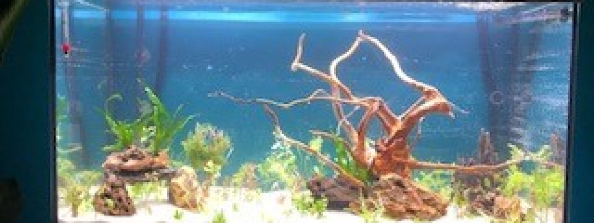 aquarium aquatlantis