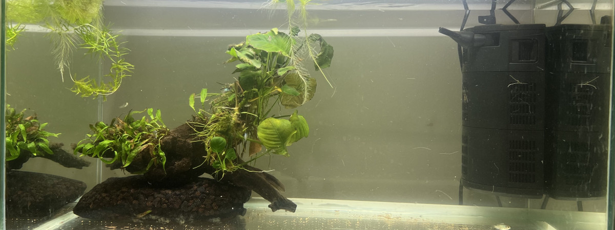 aquarium Babyland