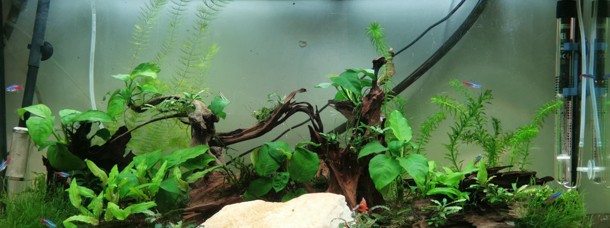 aquarium Communautaire 200 litres