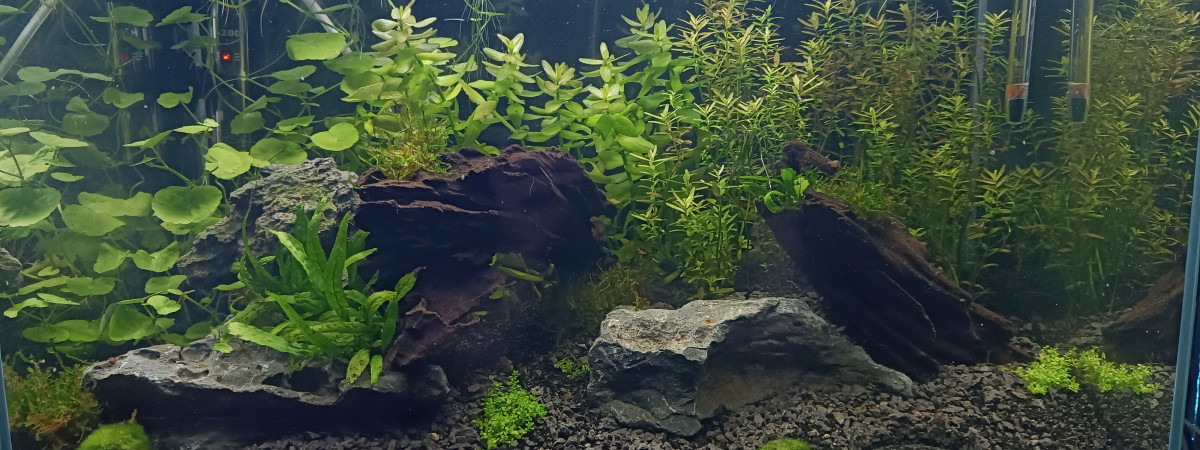 aquarium Neocaridina davidii yellow neon