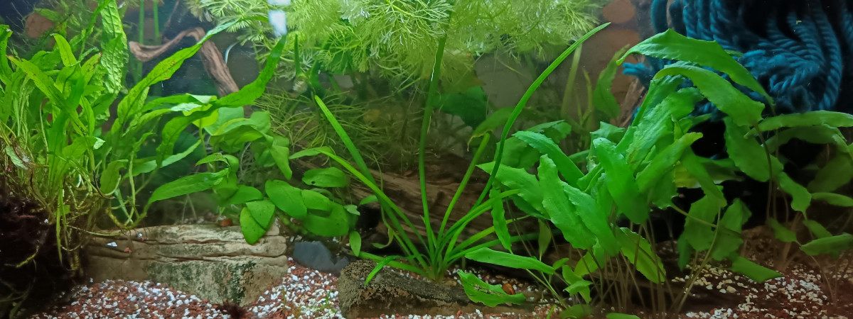 aquarium Afrique 3 aphyo bivitatum