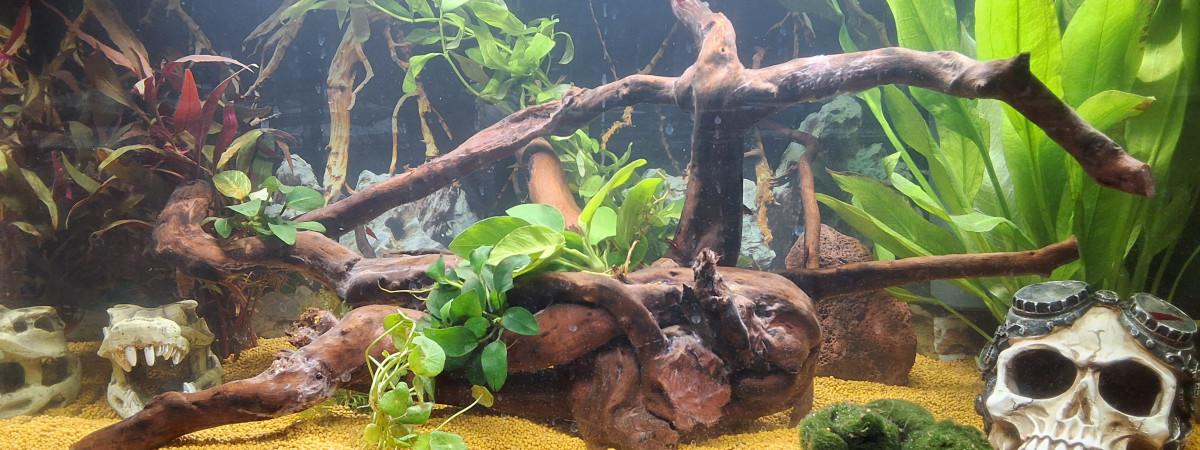aquarium Archimède voit rouge