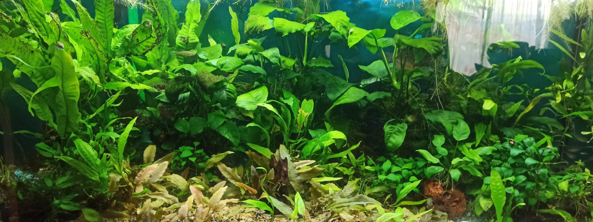 aquarium 180L