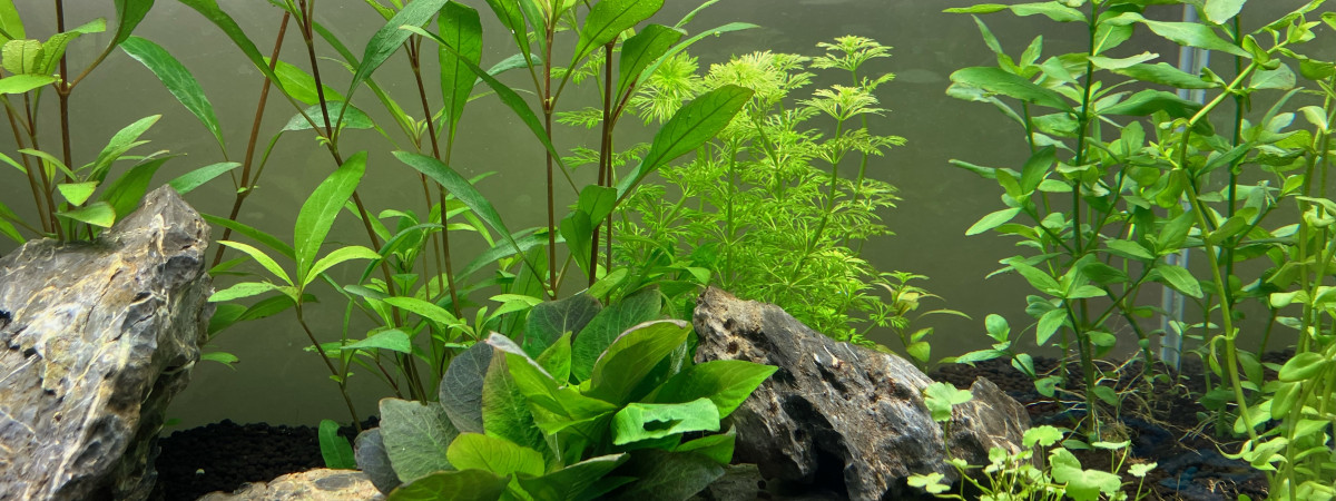 aquarium Mon premier bac