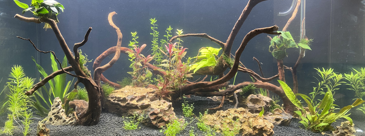 aquarium Bac communautaire