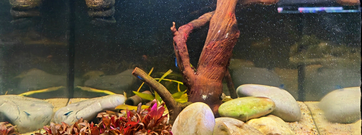 aquarium Bac de neocaridina saphir bleu